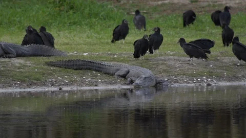 Vultures and gators Stock Footage 102541753