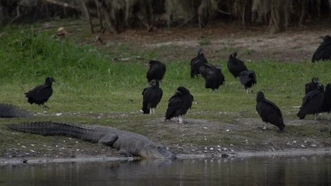 Vultures and gators Stock Footage 102542332