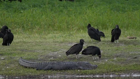Vultures and gators Stock Footage 102542492