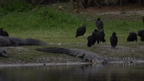 Vultures and gators Stock Footage 102544526