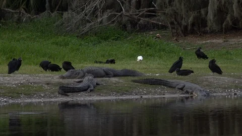 Vultures and gators Stock Footage 102544797