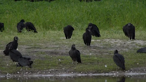 Vultures and gators Stock Footage 102547563