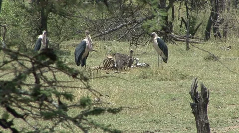 VULTURES AND STORKS Video stock 21946500