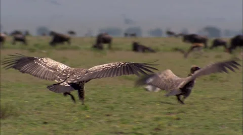 Vultures and Wildebeest 스톡 동영상 55024783
