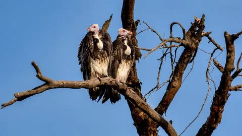 Vultures are elegantly perched on a tree branch, silhouetted against the clear Stock Photos