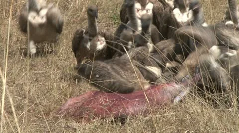 Vultures attack a zebra's still born Stock Footage 14822852
