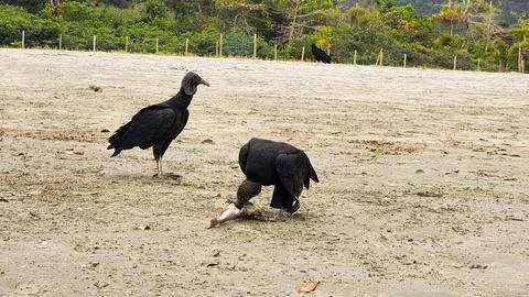 Vultures on the beach Stock Photos