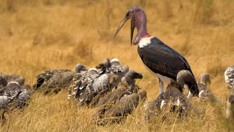 Vultures beak bird Stock Footage 270817163