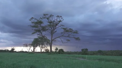 Vultures birds tree clouds storm sunset dusk Ol Pejeta Kenya Africa 動画素材 232962154