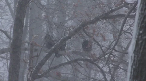 Vultures in a blizzard Stock Footage 60633382