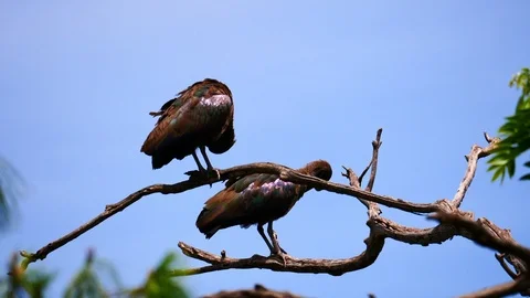 Vultures on a branch Video stock 125498490