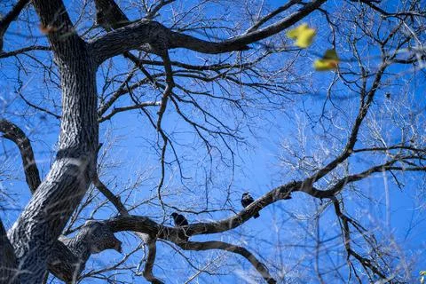 Vultures on the branch of an oak tree Stock Photos