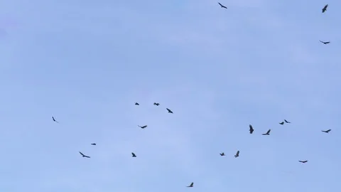 Vultures buzzards Circling in sky overhead Stock Footage
