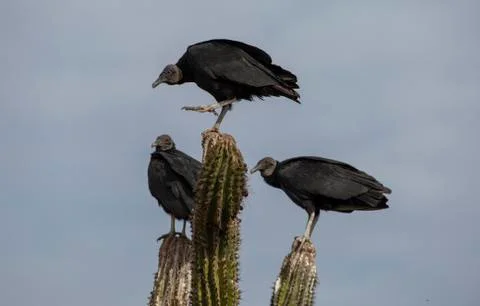 Vultures on Cactus Stock Photos