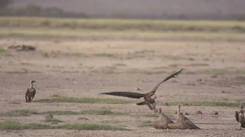 Vultures at carcass Stock Footage 33532752