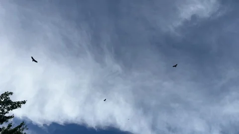Vultures circling in flight Stock Footage 346649086
