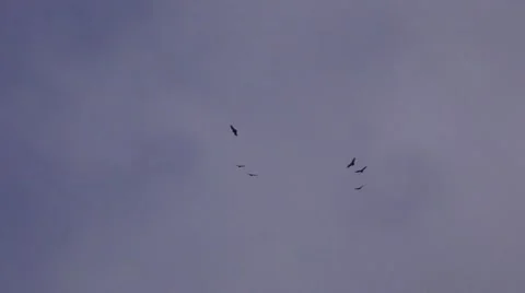 Vultures circling Stock Footage