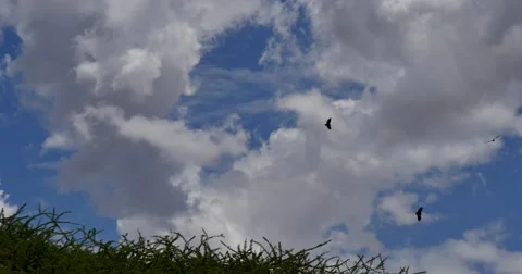 Vultures Circling Video stock 60382873