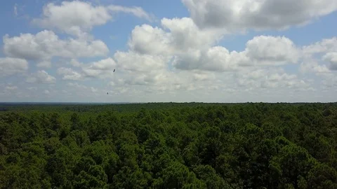 Vultures Circling. Video stock 78590125