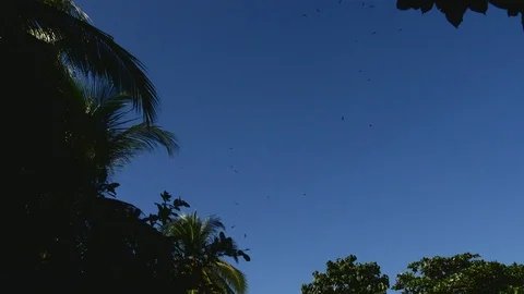 Vultures circling Stock Footage 126659180