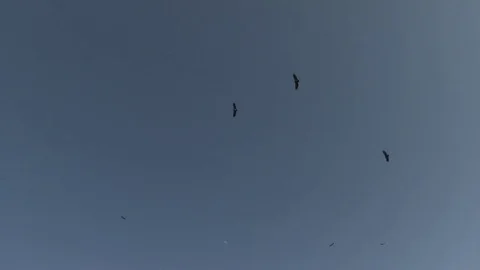 Vultures circling over kill Video stock 84673714