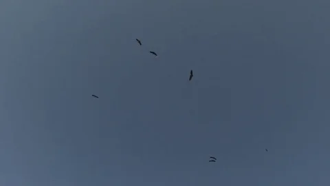 Vultures circling over kill Video stock 84673730