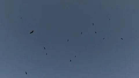 Vultures circling over kill Video stock 84673871