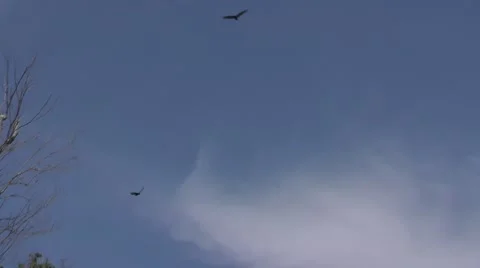 Vultures Circling Over Prey Stock Footage 69027152
