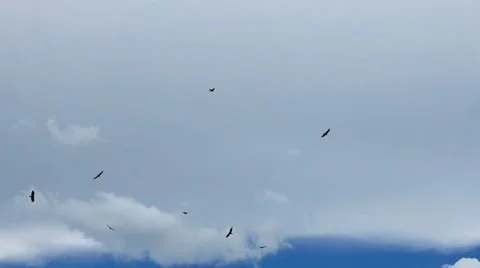 Vultures circling overhead Stock Footage 65365633
