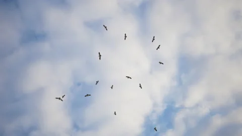 Vultures Circling in the sky Stock Footage 170561182