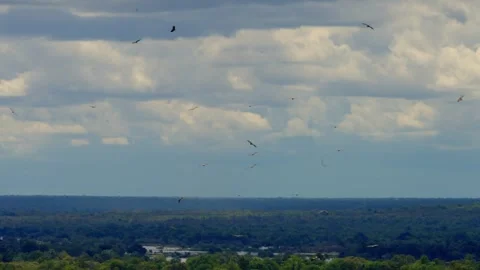 Vultures circling under a cloudy sky over the African bush Stock-Footage 345521163