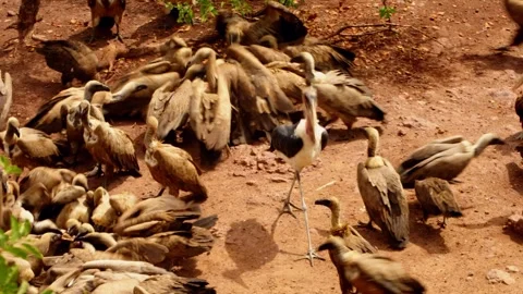 Vultures crowd over a carcass in the African bush, close view Stock Footage 345521182