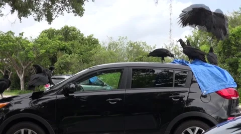 Vultures damaging a car Stock-Footage 40767735