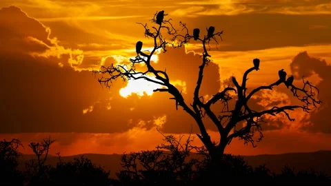 Vultures on Dead Tree at Sunset, Time Lapse at Sunset with Red Clouds Stock Footage 134895592