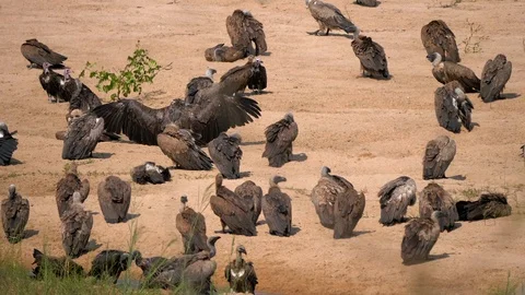 Vultures drying wings Stock Footage 108492823