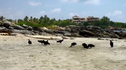 Vultures eating on the beach Stock-Footage 46420725