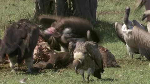 Vultures eating carcass Stock Footage 12657456
