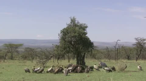 Vultures eating carcass Video stock 12657457