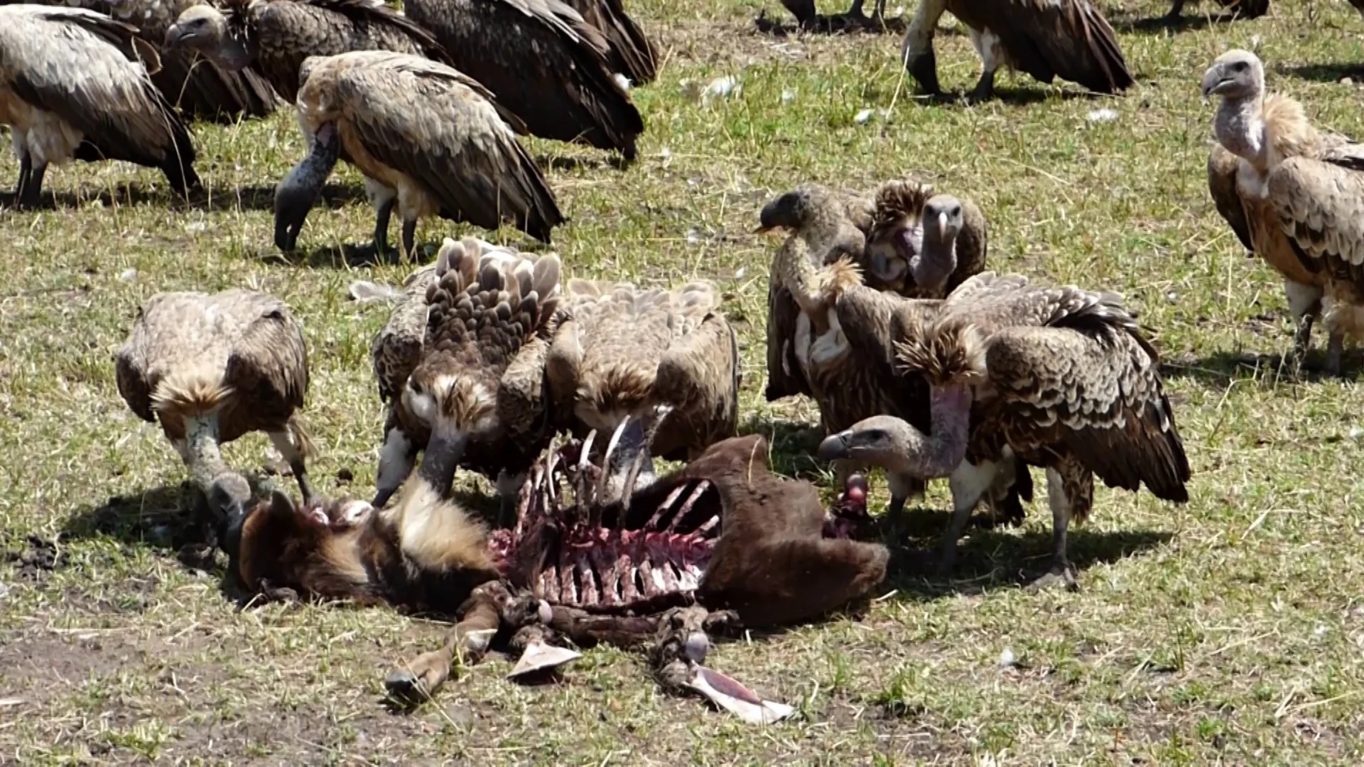 vultures eating dead animal | Stock Video | Pond5