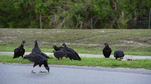 Vultures eating dead road kill by the side of the road Stock Footage 240109383