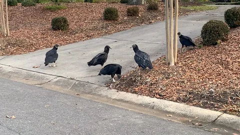 Vultures eating a dead squirrel Stock Footage 100556187