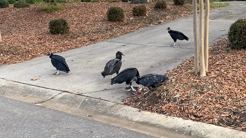 Vultures eating a dead squirrel Stock Footage 100563544