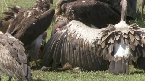 Vultures eating Stock Footage