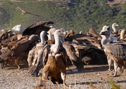 Vultures eating Stock-Fotos