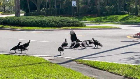 Vultures Eating Road Kill 스톡 동영상 180517799