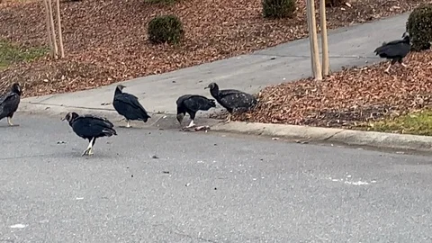 Vultures eating a squirrel Stock Footage 100562833