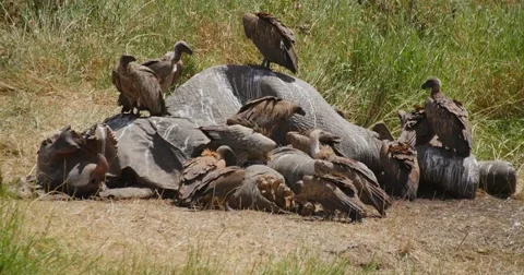 Vultures on Elephant Carcass Stock Footage 60384372