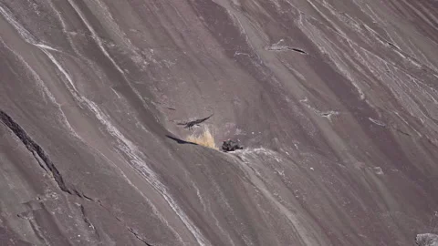 Vultures on the Face of Stone Mountain Video stock 320904634