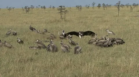 VULTURES AT A FEAST Video stock 21431513