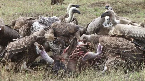 Vultures Feed on the Head of a Wildebeest Carcass Stock Footage 71049939
